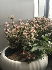 Kalanchoe blossfeldiana