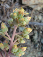 Sedum kiersteadiae