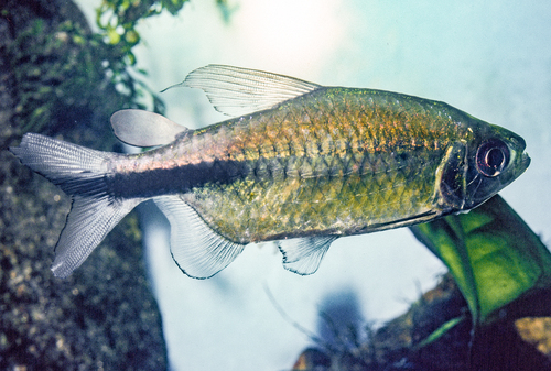 Large congo tetra (Phenacogrammus major) — Alestidae — 2