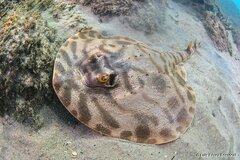 Striped Panray photo 2