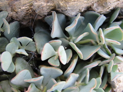 Sedum kiersteadiae