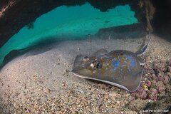 Marbled Stingray photo 3