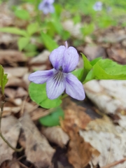 Viola rostrata