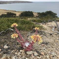 Dudleya greenei