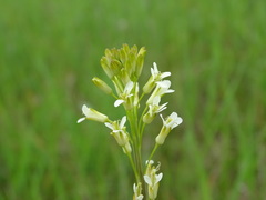 Turritis glabra