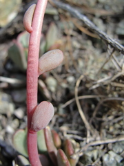Sedum kiersteadiae