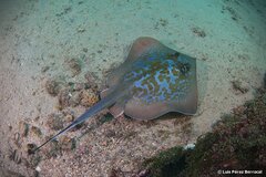 Marbled Stingray photo 2
