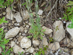 Turritis glabra