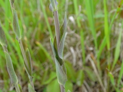Turritis glabra