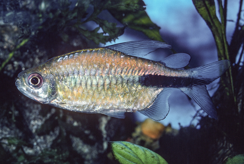 Large congo tetra (Phenacogrammus major) — Alestidae — 5
