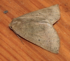 Drepanogynis cnephaeogramma