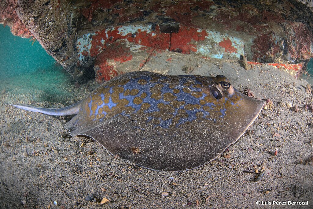 Marbled stingray (Dasyatis marmorata) — Dasyatidae