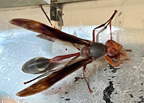 Belonogaster lateritia