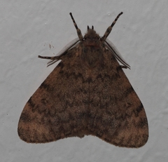 Cymaroa grisea