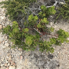 Arctostaphylos confertiflora