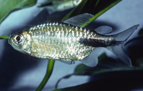 Large congo tetra (Phenacogrammus major) — Alestidae — 4