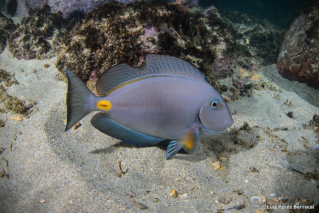 Surgeonfish