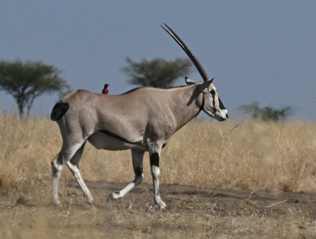 Beisa Beisa Oryx in January 2024 by Amaël Borzée · iNaturalist