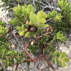 Arctostaphylos confertiflora