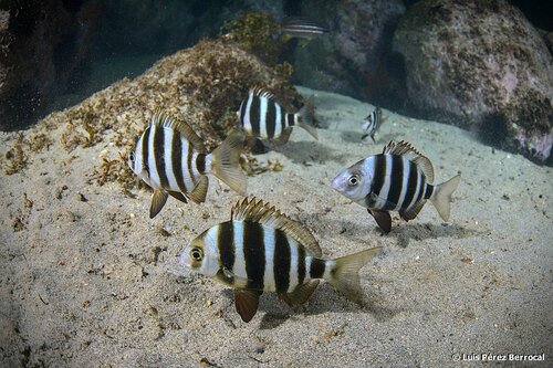 Horned Bream
