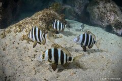 Zebra Seabream photo 3