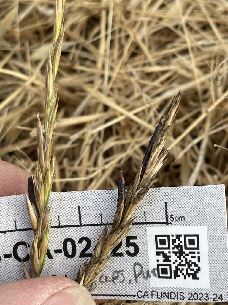 Claviceps sp. 'purpurea-IN01'