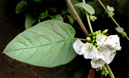 Campanilla blanca