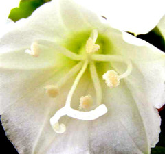 Jacquemontia nodiflora, photograph Jim, CC0, iNaturalist via GBIF