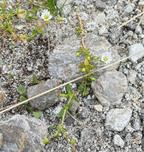Image of Dichodon cerastoides by no rights reserved