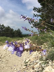 Salvia tomentosa