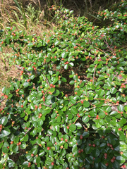 Cotoneaster hjelmqvistii