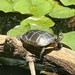 Eastern Painted Turtle - Photo (c) ajli, some rights reserved (CC BY-NC)