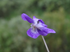 Viola nephrophylla