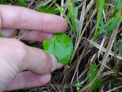 Viola nephrophylla