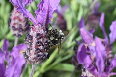 Melecta albifrons
