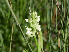 Dactylorhiza incarnata ochroleuca