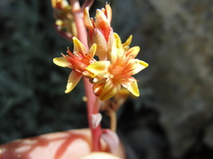 Sedum kiersteadiae