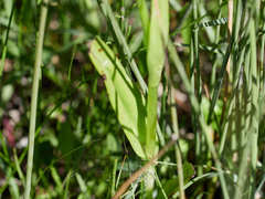 Dactylorhiza incarnata ochroleuca