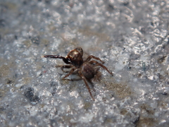 Euophrys frontalis