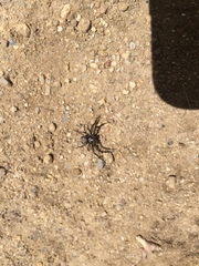 Bassaniana utahensis