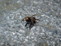Euophrys frontalis