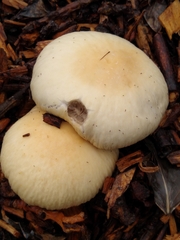 Agrocybe rivulosa