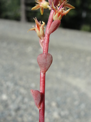 Sedum kiersteadiae
