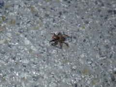 Euophrys frontalis
