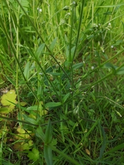 Cerastium holosteoides