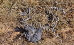 Numida meleagris mitratus