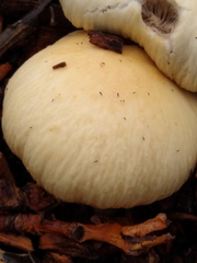 Agrocybe rivulosa