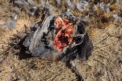 Numida meleagris mitratus