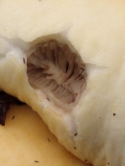 Agrocybe rivulosa