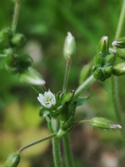 Cerastium holosteoides